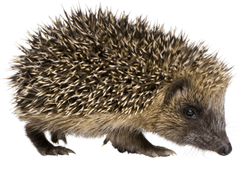 egel oeroe-boeroe oeroeboeroe natuureducatie opvoedkunde 