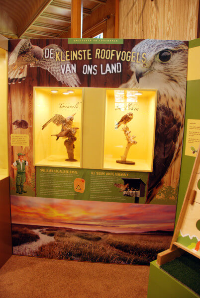 torenvalk oeroe-boeroe oeroeboeroe natuureducatie opvoedkunde
