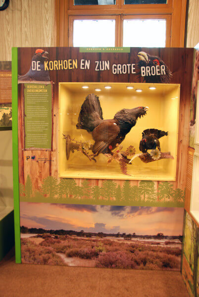 korhoen oeroe-boeroe oeroeboeroe natuureducatie