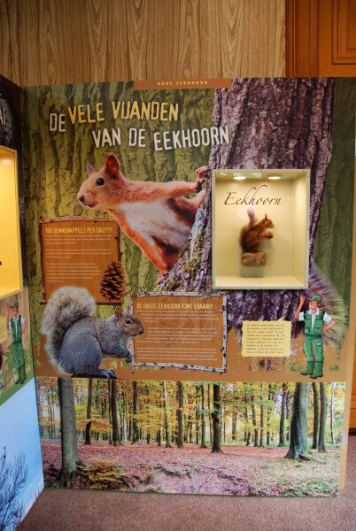 eekhoorn oeroe-boeroe oeroeboeroe natuureducatie