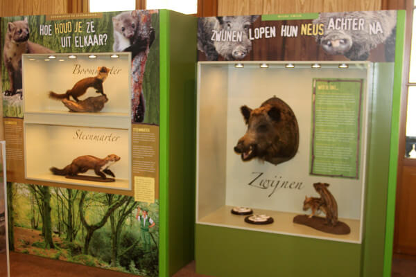 steenmarter zwijnen oeroe-boeroe oeroeboeroe natuureducatie